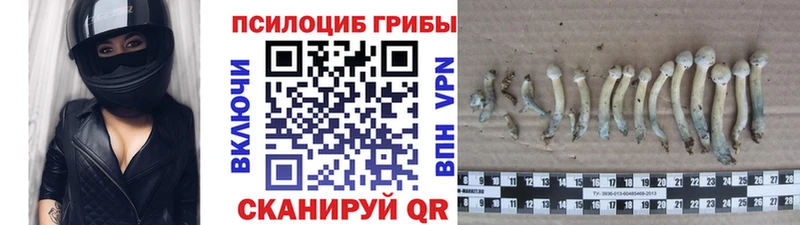 Псилоцибиновые грибы мицелий  Щучье 